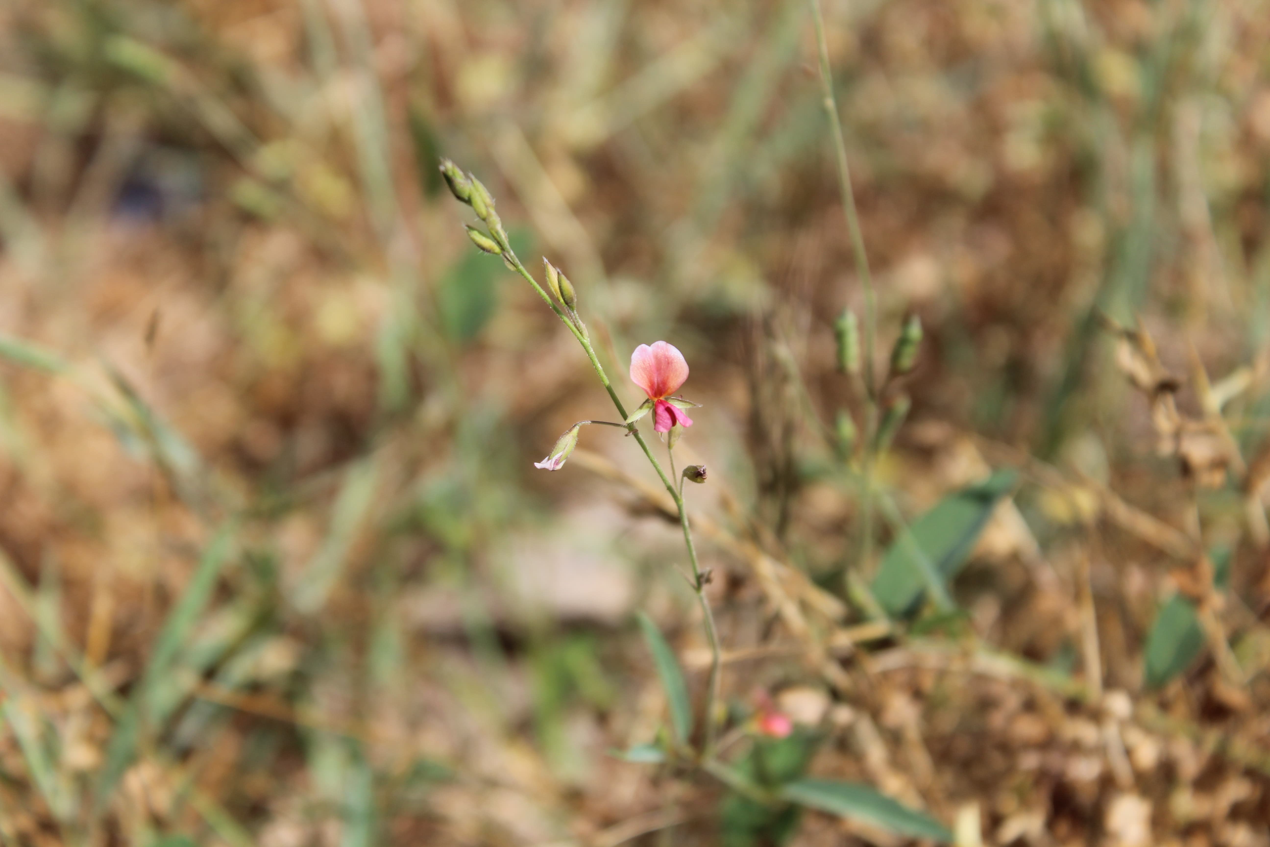 Plant Image